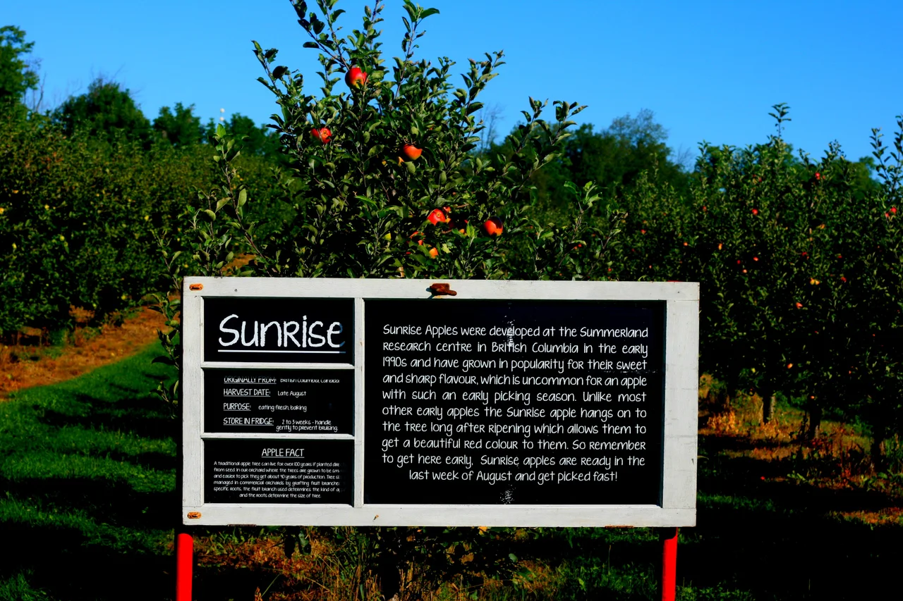 Apple trees and a Sunrise variety sign at Wheelbarrow Orchard